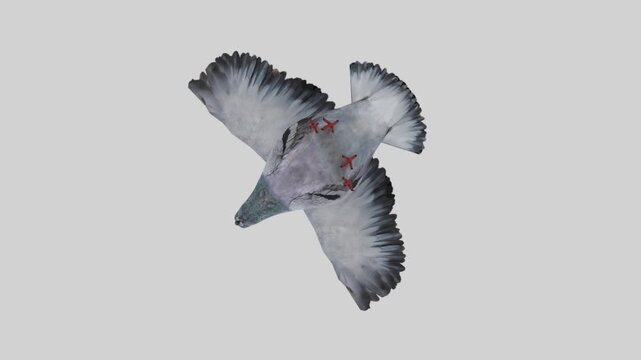 pigeon in flight