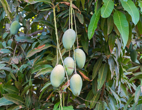 Closeup detail of ripening hybrid pusa arunima mango fruit hanging on tree in tropical environment