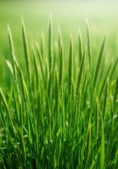 Obraz premium Detailed macro shot of numerous green grass stems growing upward in a meadow, showing texture and the vibrant natural environment, environment, fresh, close-up