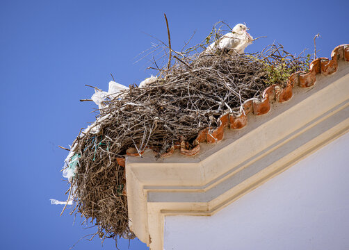 Birds nesting on the Chapel of our Lord of the Afflicted (Capela de Nosso Senhor dos Aflitos), Olh&atilde;o, Algarve, Portugal