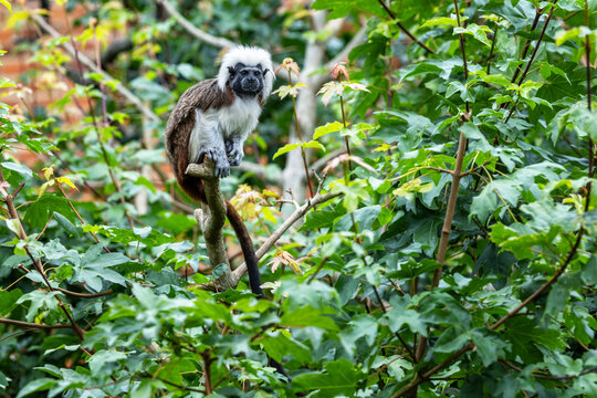 Adult cotton-top tamarin, Saguinus oedipus, sitting in a tree. This New World monkey is endemic to north-western Colombia and is critically endangered in the wild.