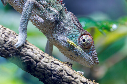 A panther chameleon, Furcifer pardalis, side view. A colourful lizard, with the ability to change its appearance, endemic to eastern and northern parts of Madagascar.