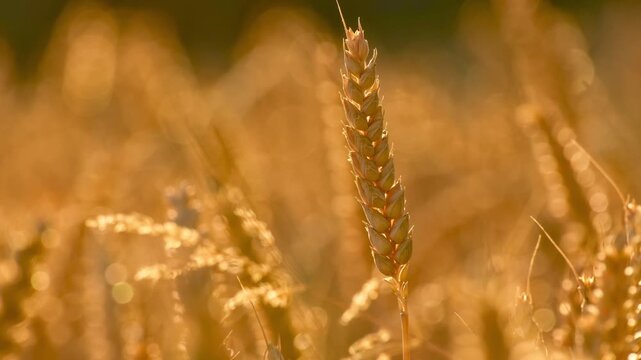 A ripe wheat ear sways in the wind, beautifully backlit by warm golden sunset light in a wheat field.