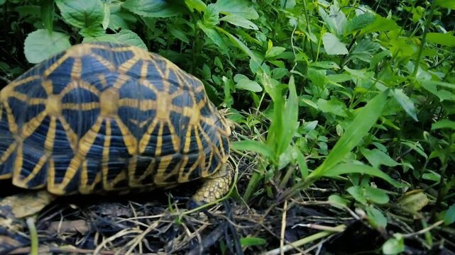 Indian Star Tortoise with beautiful shell pattern walking in nature close-up