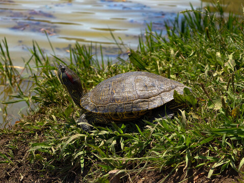 Freshwater turtle near a pond in its natural habitat. Wild reptile basking in the sun beside water and green grass.