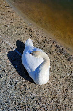 White swan at water at blue lake