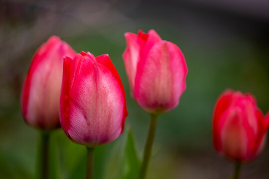 pink tulips