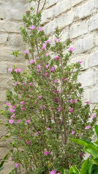 Texas Sage Or Leucophyllum Frutescens - 4k Vertical Video