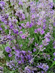 Obraz premium purple flowers in the garden
