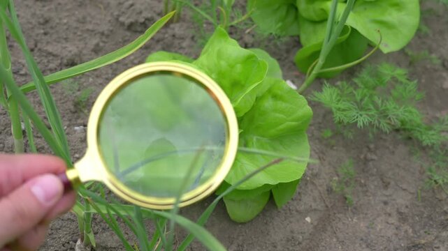 A hand conducting a detailed plant inspection with a magnifying glass, examining vegetable leaves in a garden setting in 4K slow motion 60fps