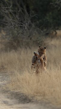  Vertical video, Cheetah dragging an impala carcass.
