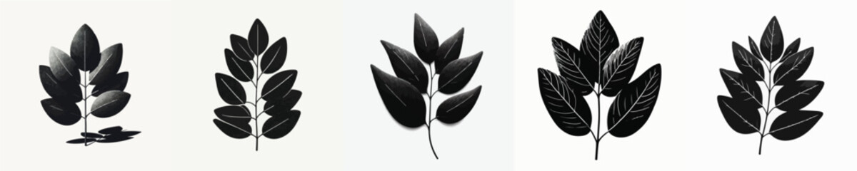 Vector silhouette of eucalyptus leaf © FirdianKrisna