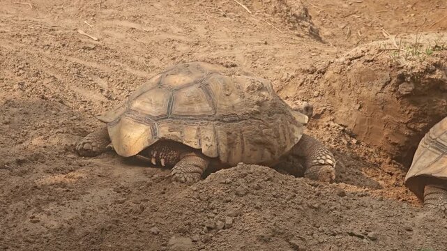 A large African spurred tortoise uses its strong legs to dig a deep burrow in the dry, dusty desert soil