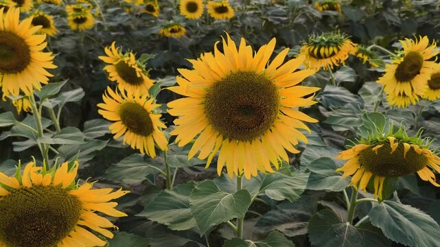 Close-up of sunflowers showcasing vivid petals and seed-filled flower heads