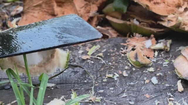 Extreme close-up of a machete cutting through a green coconut, Mekong Delta - Food preparation B-roll