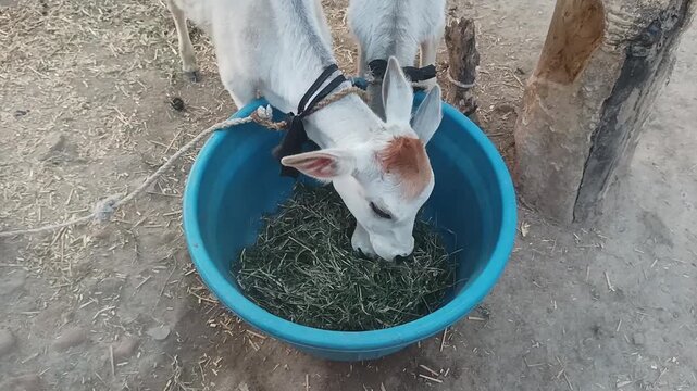  A cute white and brown calf cow eating green fodder from a blue plastic tub in a rural farm. The young cattle is tied with a rope and feeding peacefully on the ground. This image represents livestock