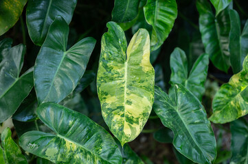 Close up of Philodendron Burle Marx Variegated growth in the garden. © boyloso