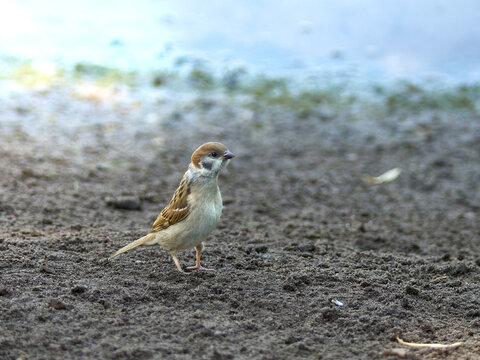 A young Tree Sparrow walking along the lakeshore in summer.