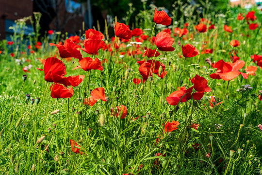Field of common poppies (Papaver rhoeas) in full bloom on sunny spring day, vivid red wildflower meadow