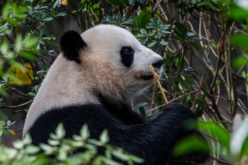 Giant panda in Chengdu China at the research base © Michael