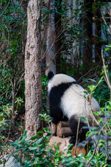Giant panda in Chengdu China at the research base © Michael