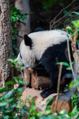 Giant panda in Chengdu China at the research base © Michael