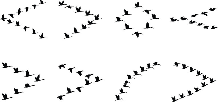 Flying Bird Flock Silhouette Collection with Migrating Birds in Formation Vector Set