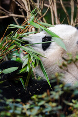 Giant panda in Chengdu China at the research base © Michael