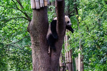 Giant panda in Chengdu China at the research base © Michael