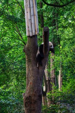 Giant panda in Chengdu China at the research base