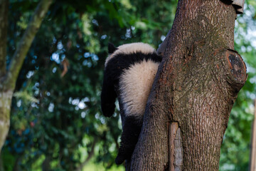 Giant panda in Chengdu China at the research base © Michael