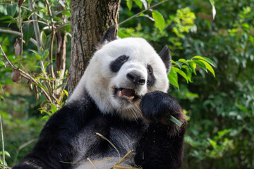 Giant panda in Chengdu China at the research base © Michael