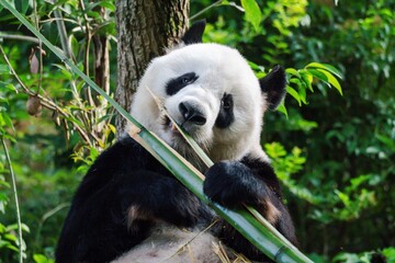 Giant panda in Chengdu China at the research base © Michael