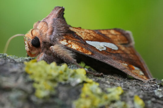 Closeup on a colorful Gold spot moth, Plusia festucae sitting on wood
