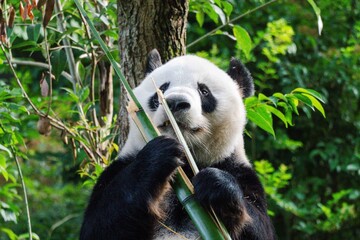 Giant panda in Chengdu China at the research base © Michael