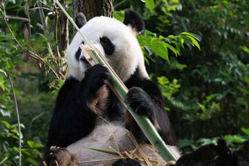 Obraz premium Giant Pandas eating bamboo in Chengdu China