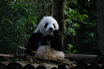 Giant panda in Chengdu China at the research base © Michael