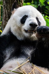 Giant panda in Chengdu China at the research base © Michael