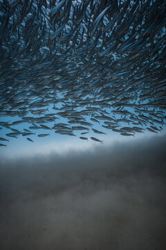 Large school of small baitfish swimming together over a sandy sea floor.
