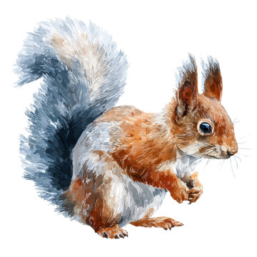 Squirrel, watercolor clipart isolated on white background