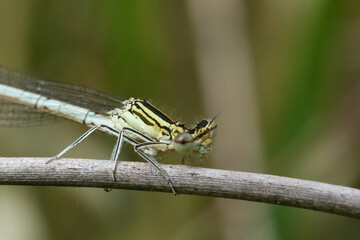 Closeup on a blue featherleg or white-legged damselfly, Platycnemis pennipes © Henk