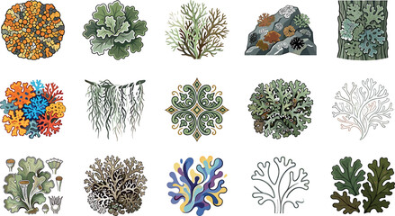 Lichen and moss vector illustration set featuring organic fungus species forest plant textures and botanical design elements © ALOMGIR