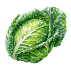 Obraz premium Watercolor illustration of Cabbage Leaf, isolated on white background