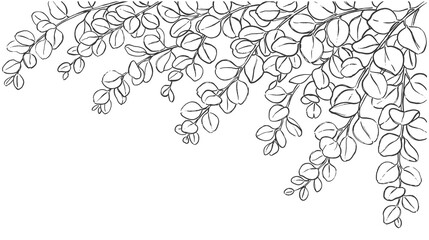 Black and white hand drawn eucalyptus branches in doodle style vector art. © SABIKUNNAHAR