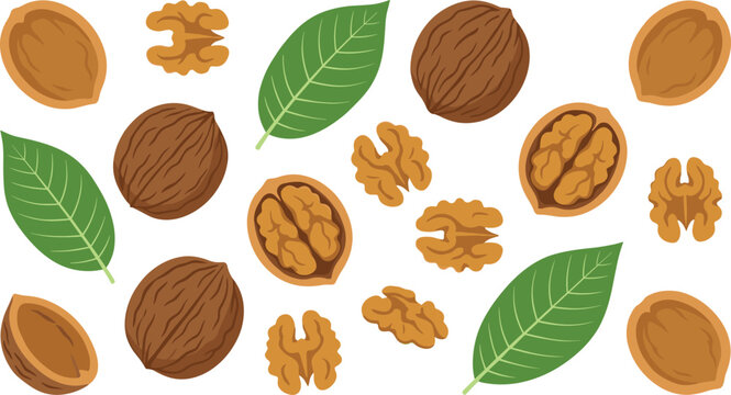 Detail walnut illustration bundle containing whole nuts texturized shells open halves and green foliage elements for market food menu design