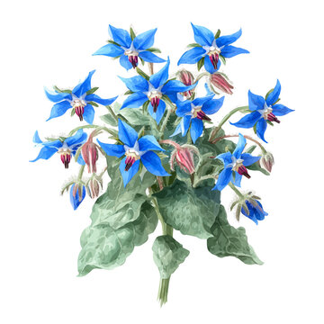 Watercolor illustration of Borage Bouquet, isolated on white background