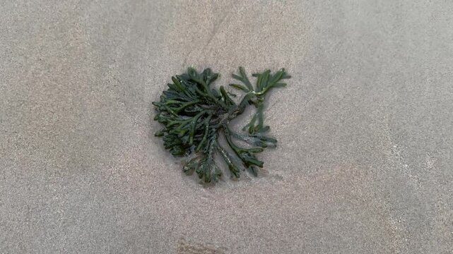 Close-up of green Codium seaweed gently swaying with shallow ocean waves on wet beach sand, highlighting the natural movement of marine algae, clear seawater and authentic relaxing sea sound.
