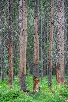 Wild spruce forest infested with dangerous bark beetles, bug invasion provoked dying and drying of trees, woodlands with destroyed trees with hanging dried twigs, regional-scale environmental disaster