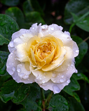 Colorful English tea rose in full bloom with raindrops on its petals