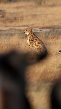 Vertical video, blue wildebeest snorting at the cheetah